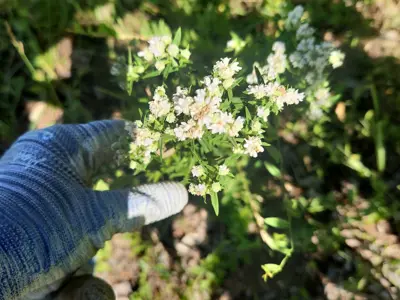 Hand wearing a gardening glove planting a plant with white flowers